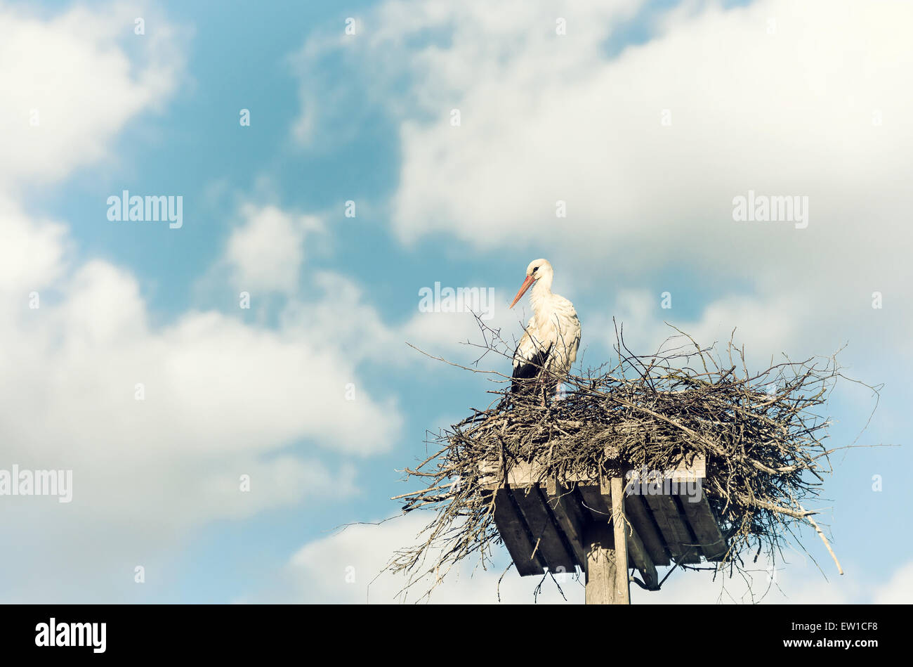 Cigüeña blanca (Ciconia ciconia) de pie en el nido contra un hermoso cielo con nubes blancas en el fondo Foto de stock