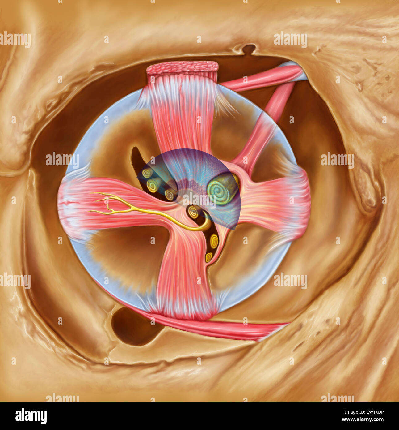 Nervio Abducent en la órbita con músculo recto lateral. Foto de stock