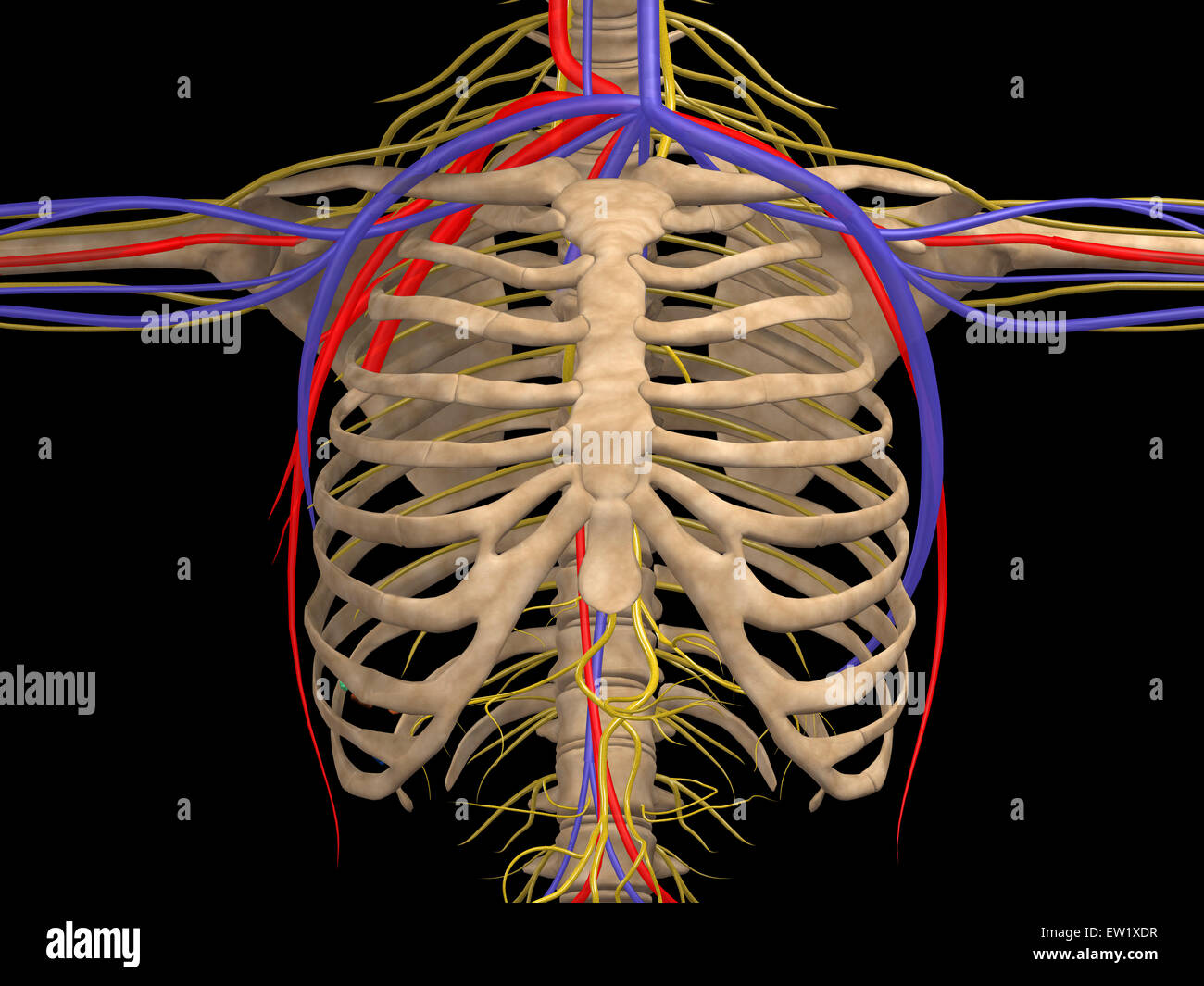 Caja torácica con nervios, arterias y venas. Foto de stock