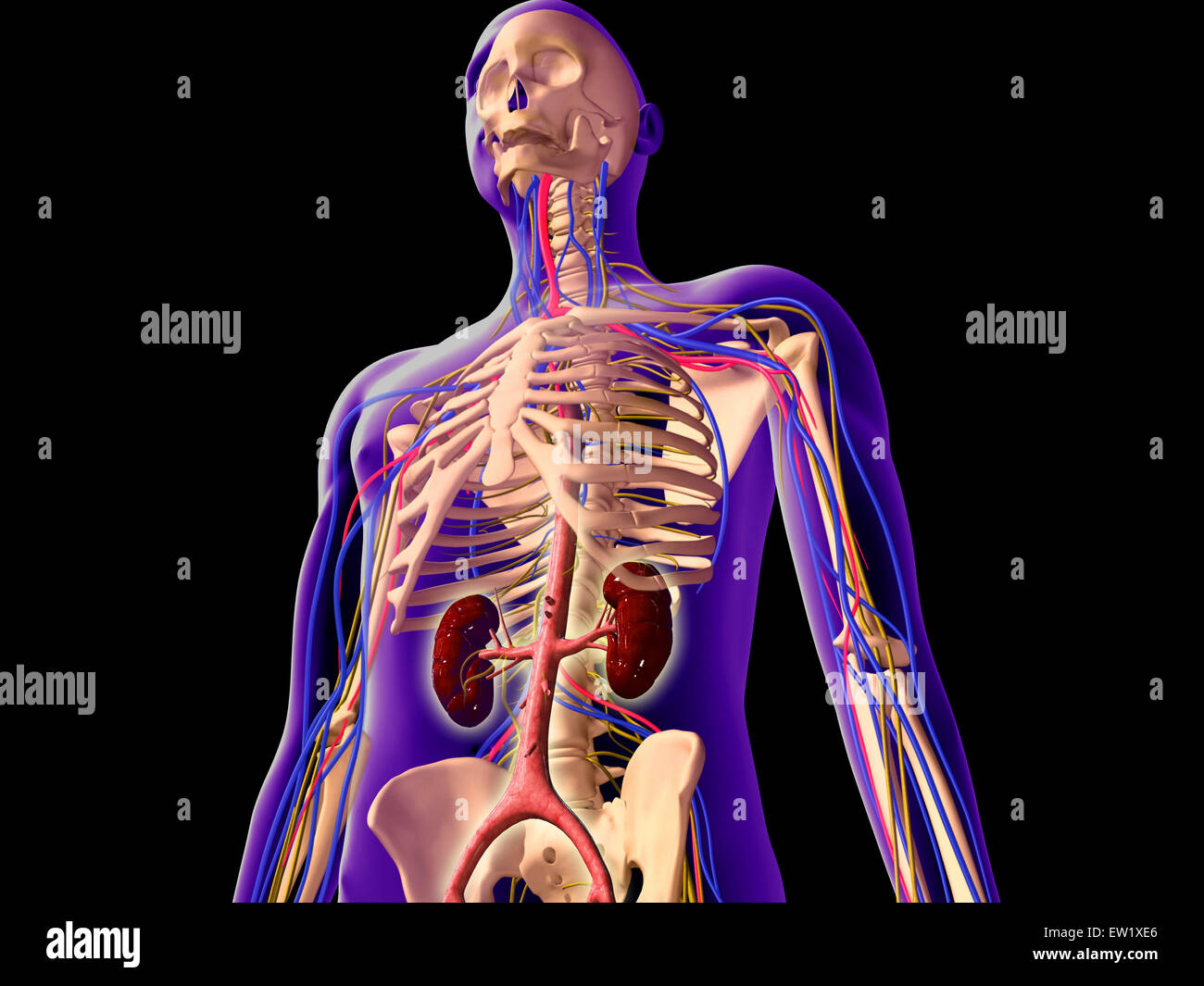 Vista transparente del cuerpo humano mostrando el riñón y sistema esquelético. Foto de stock