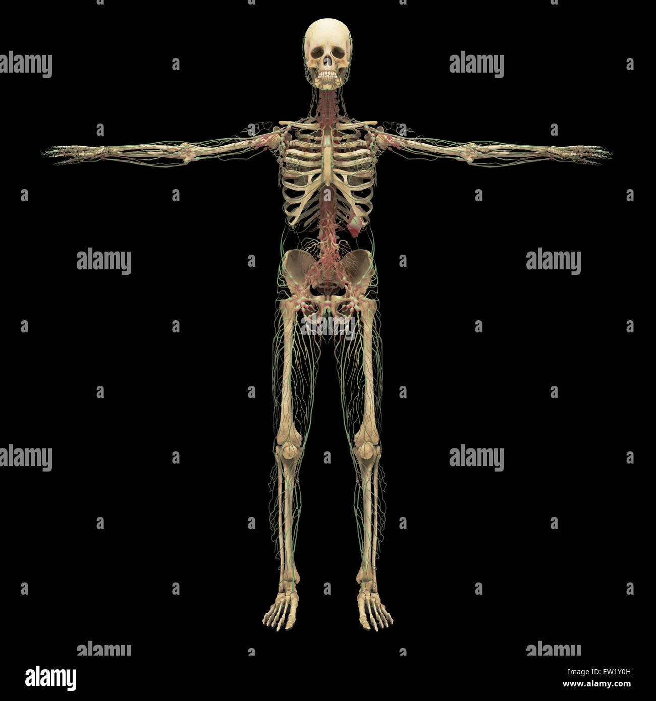 Representación 3D del sistema linfático humano con el esqueleto. Foto de stock