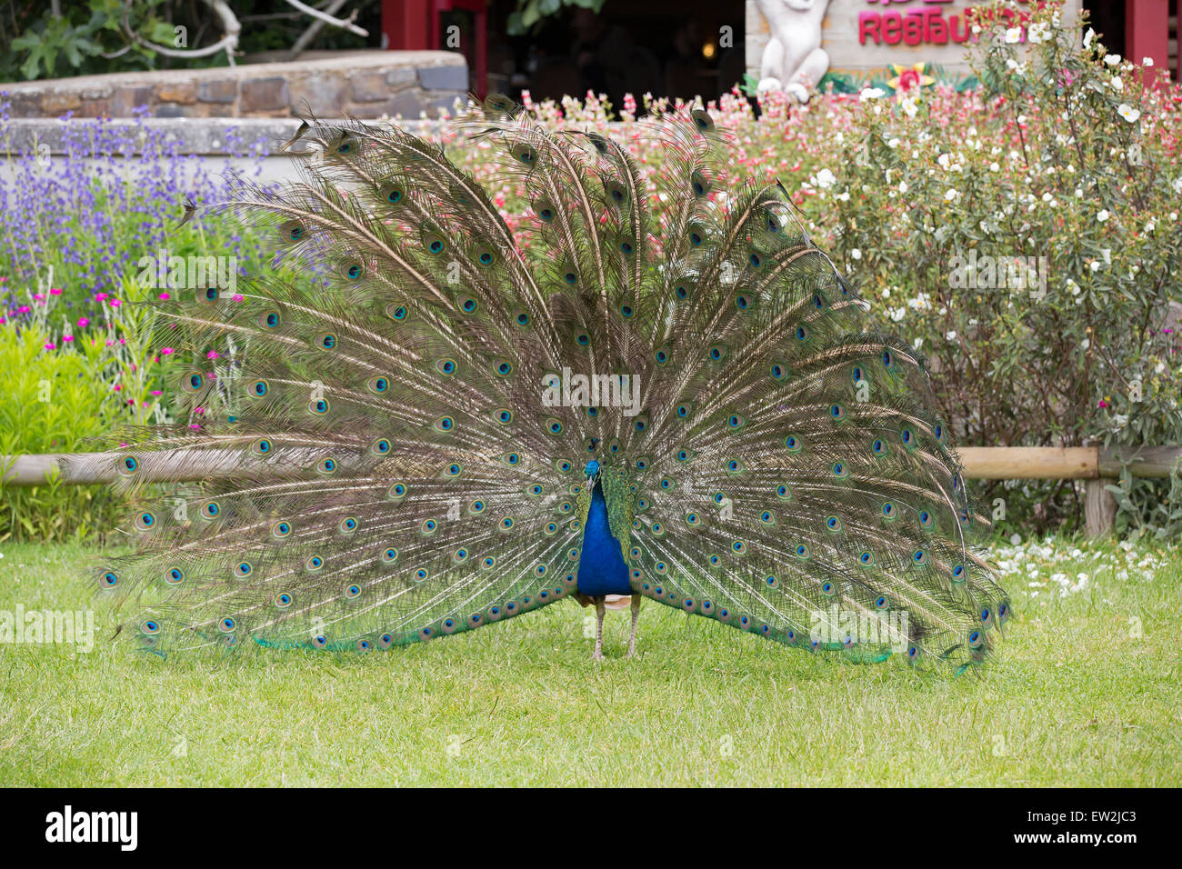 Pavo real con sus plumas extendidas en Paignton Zoo en Devon Foto de stock