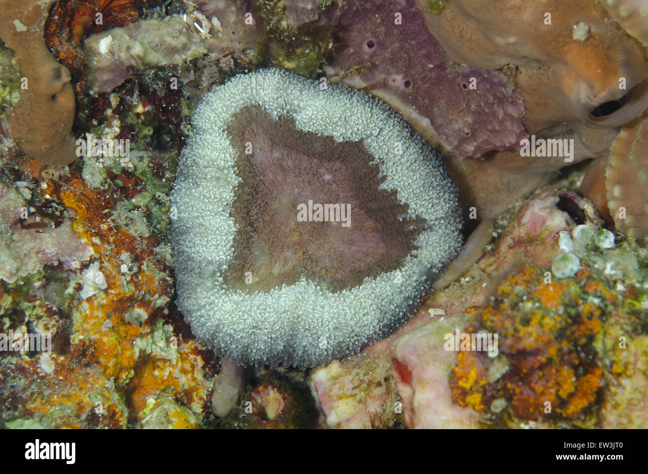 Giant Cup Mushroom Coral (estrecho de Lembeh Amplexidiscus fenestrafer), Sulawesi, la mayor de las islas Sunda, Indonesia, Febrero Foto de stock