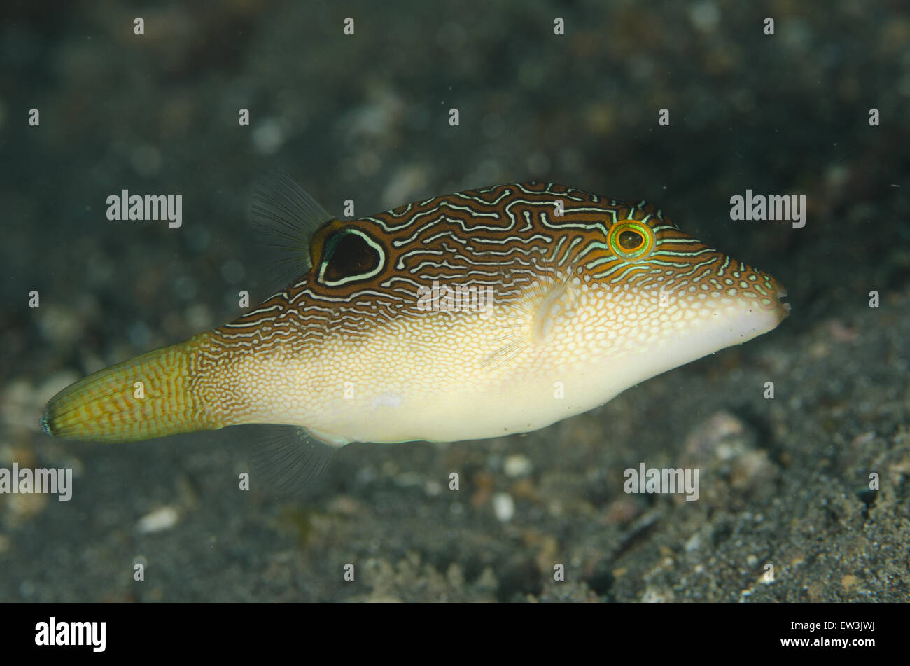 Toby comprimido (Canthigaster compressa) adulto, natación, Aer Perang, estrecho de Lembeh, Sulawesi, la mayor de las islas Sunda, Indonesia, Febrero Foto de stock