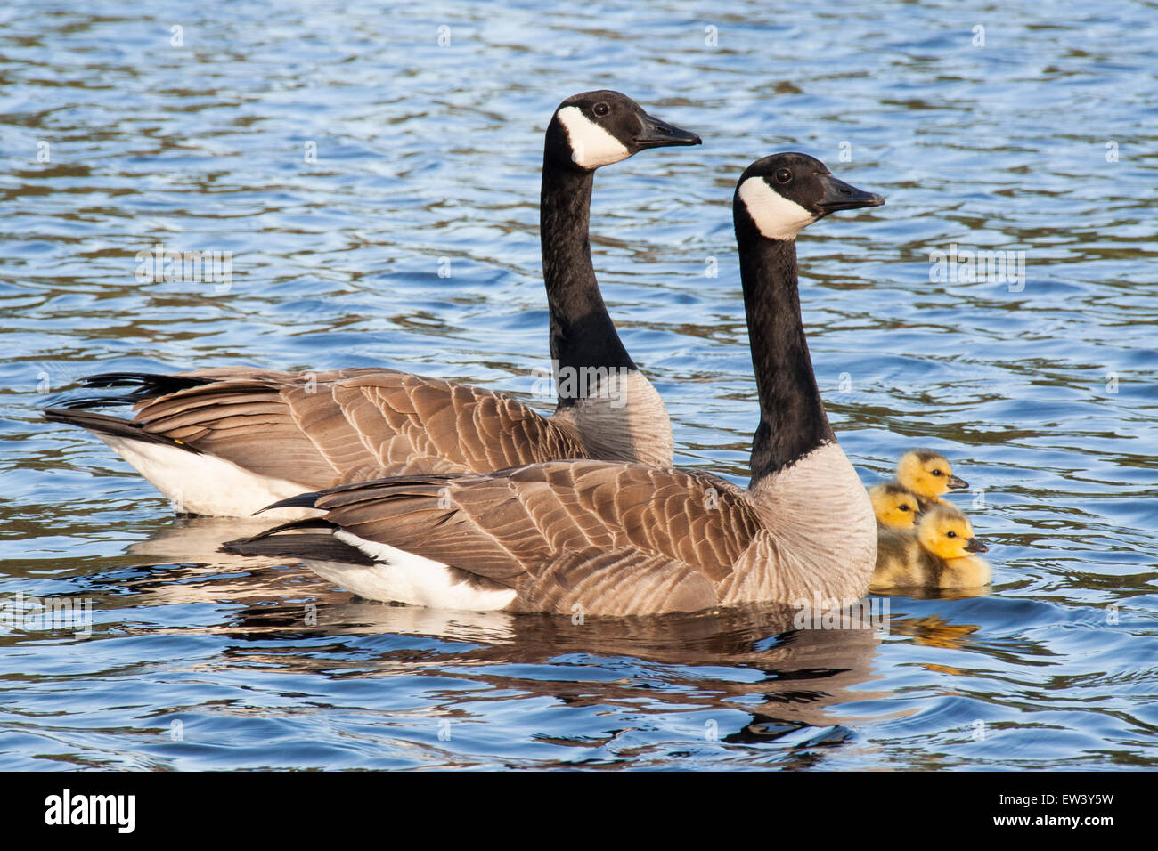 Los gansos de Canadá emparejar con tres goslings nadar en el lago Foto de stock