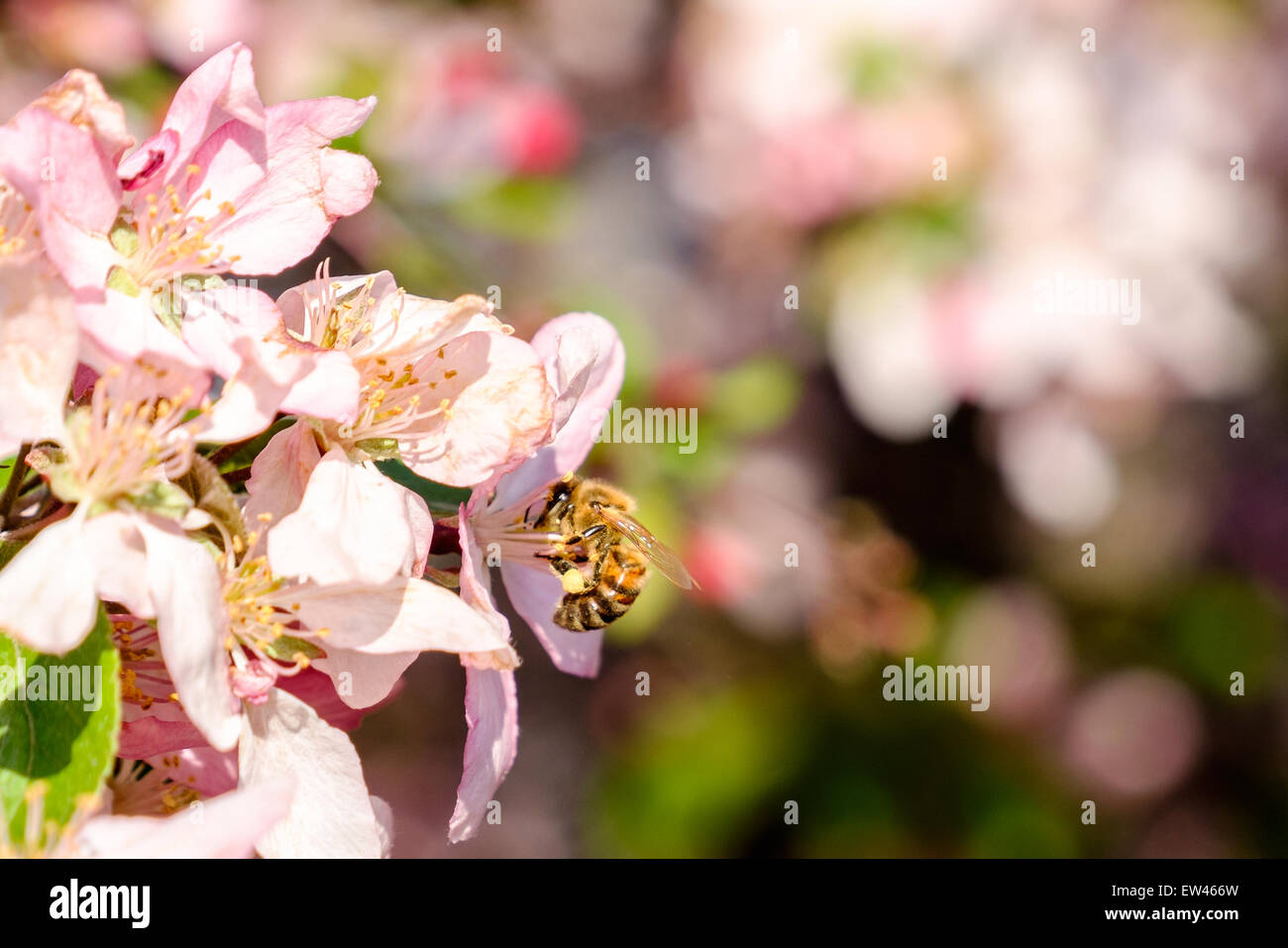 Una abeja recoge polen de crabapple, Malus, florece en la primavera. Foto de stock