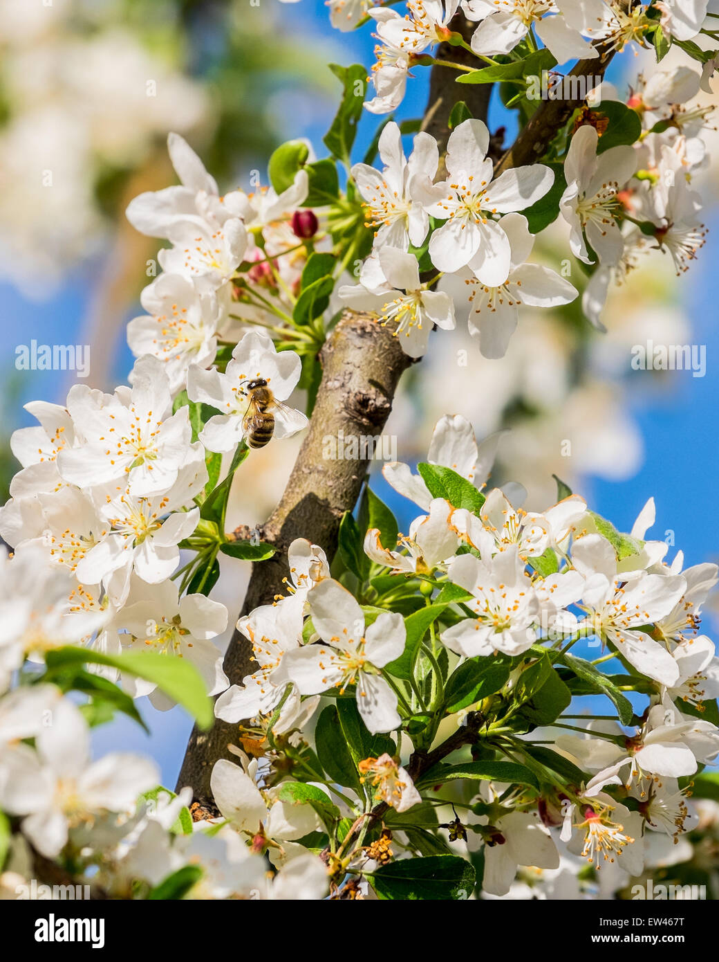 Una abeja, Apis mellifera, recoge el polen de crabpple, Malus, florece en la primavera. Foto de stock