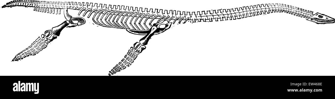 Restaurado plesiosaurio esqueleto, vintage ilustración grabada. La tierra antes de que el hombre - 1886. Ilustración del Vector