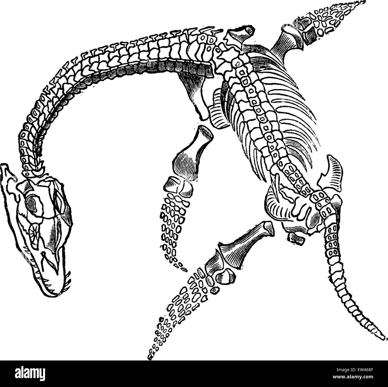 Espermatozoide fósiles de plesiosaurio, vintage ilustración grabada. La tierra antes de que el hombre - 1886. Ilustración del Vector