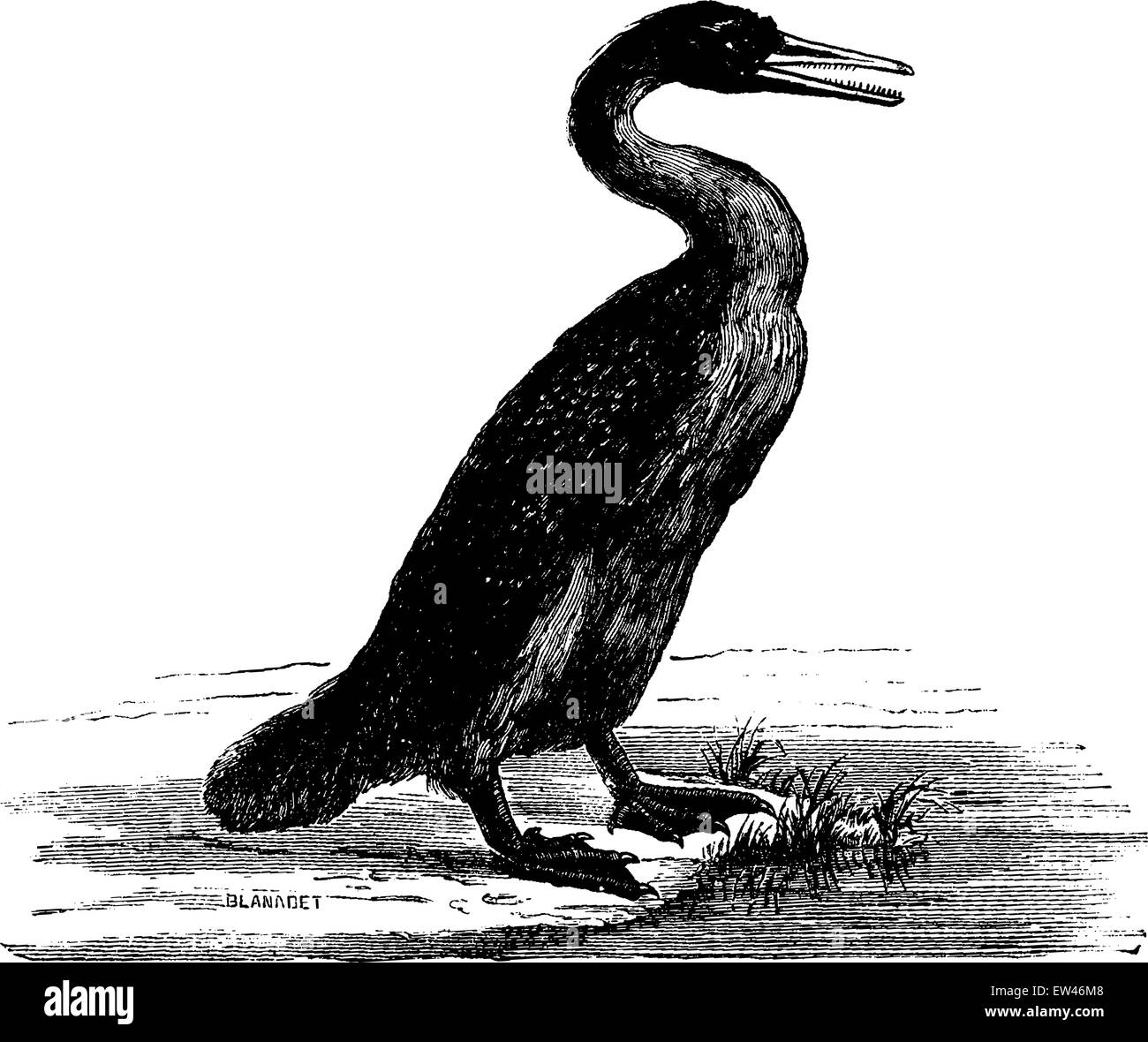 Las aves con dientes, Hesperornis regalis, vintage ilustración grabada. La tierra antes de que el hombre - 1886. Ilustración del Vector