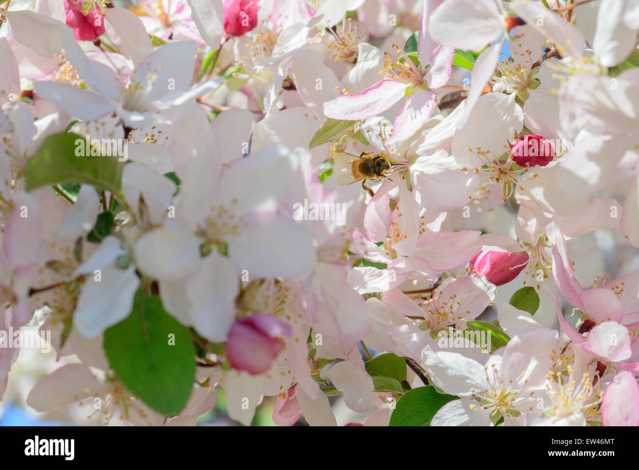 Una abeja recoge polen de crabpple, Malus, florece en la primavera. Foto de stock