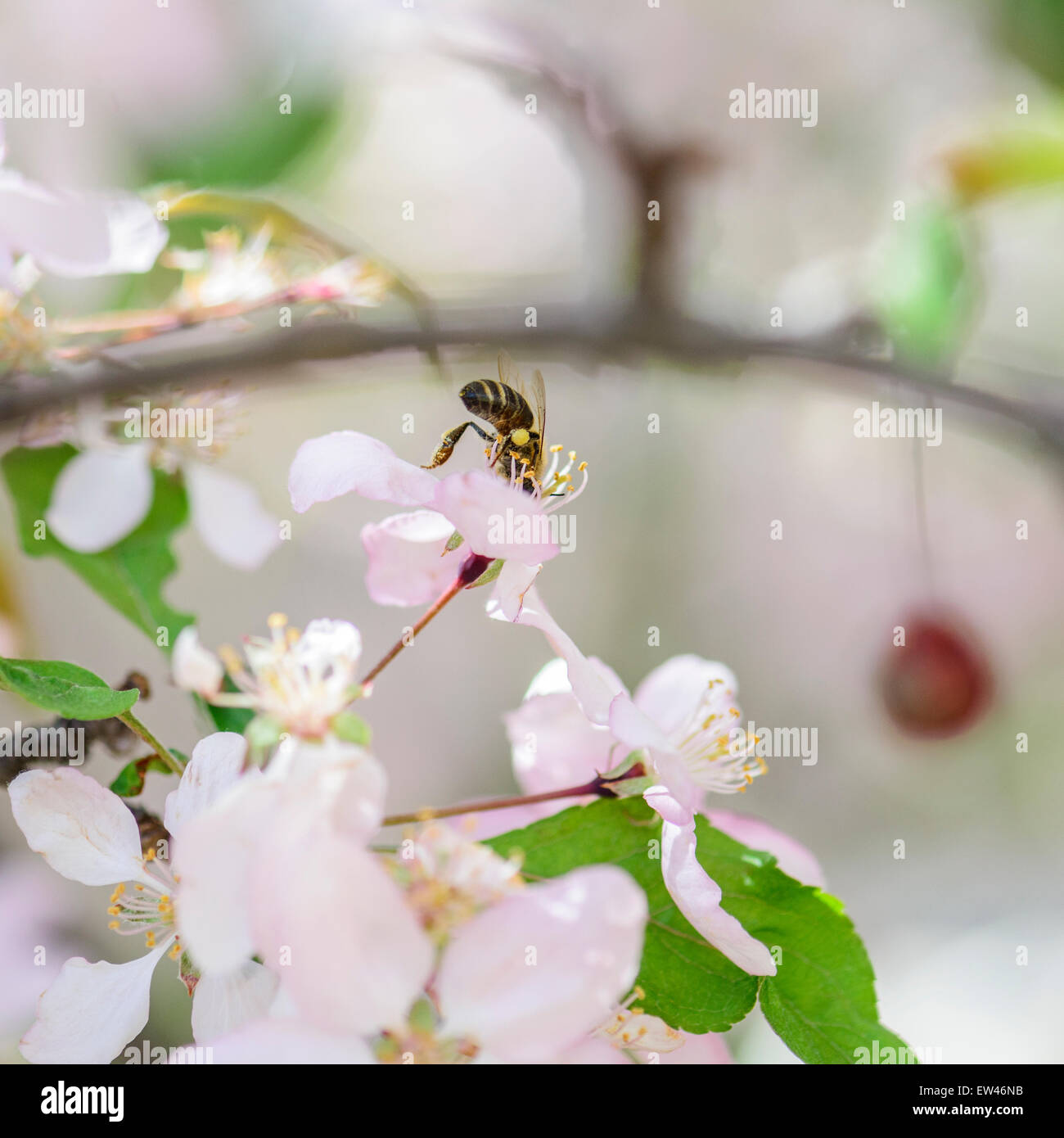 Una abeja recoge polen de crabpple, Malus, florece en la primavera. Oklahoma, Estados Unidos . Foto de stock