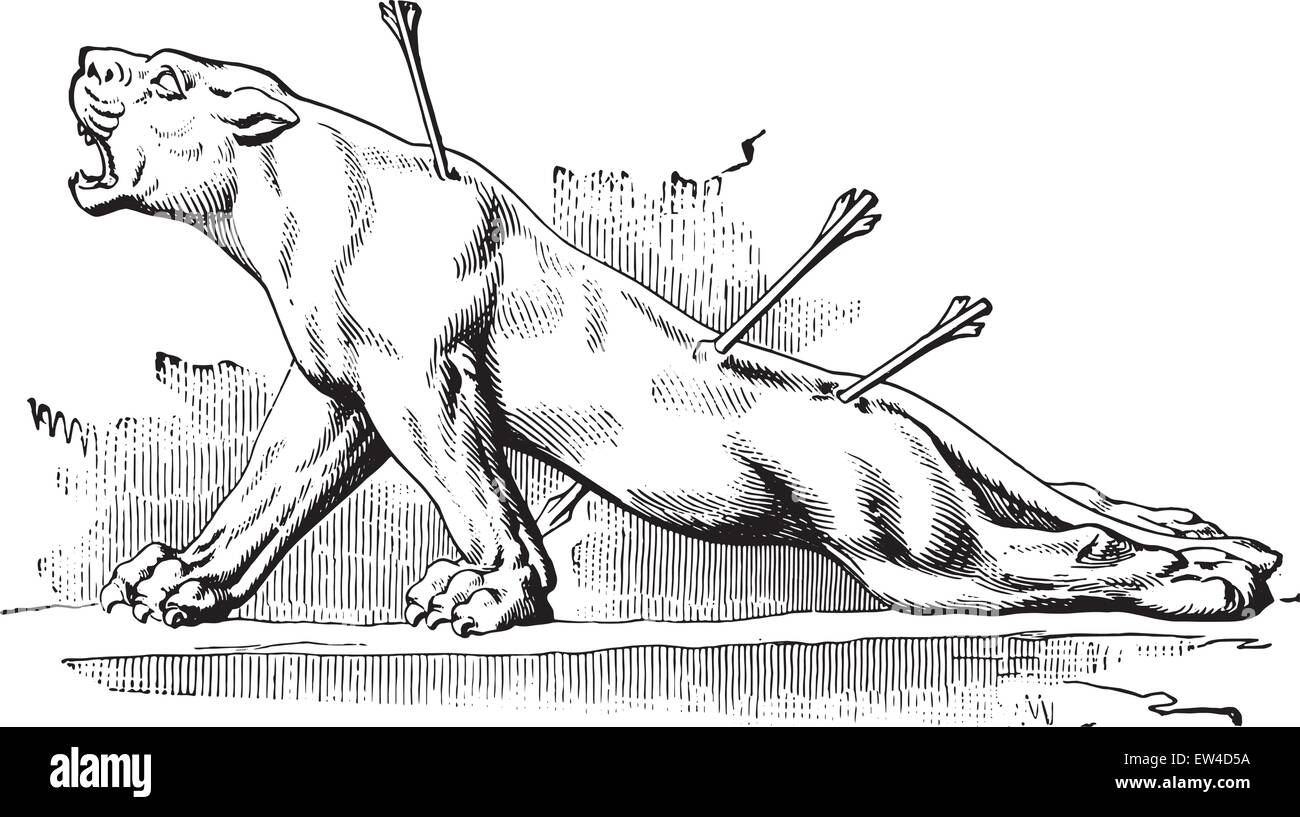 Escultura Asiria Leon Herido Vintage Ilustracion Grabada Enciclopedia Industrial E O Lami 1875 Imagen Vector De Stock Alamy https www alamy es foto escultura asiria leon herido vintage ilustracion grabada enciclopedia industrial e o lami 1875 84306022 html