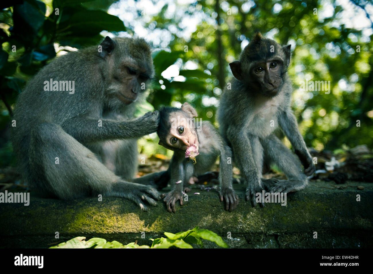 Tres monos sentados en un muro de piedra siendo arreglados Fotografía de  stock - Alamy
