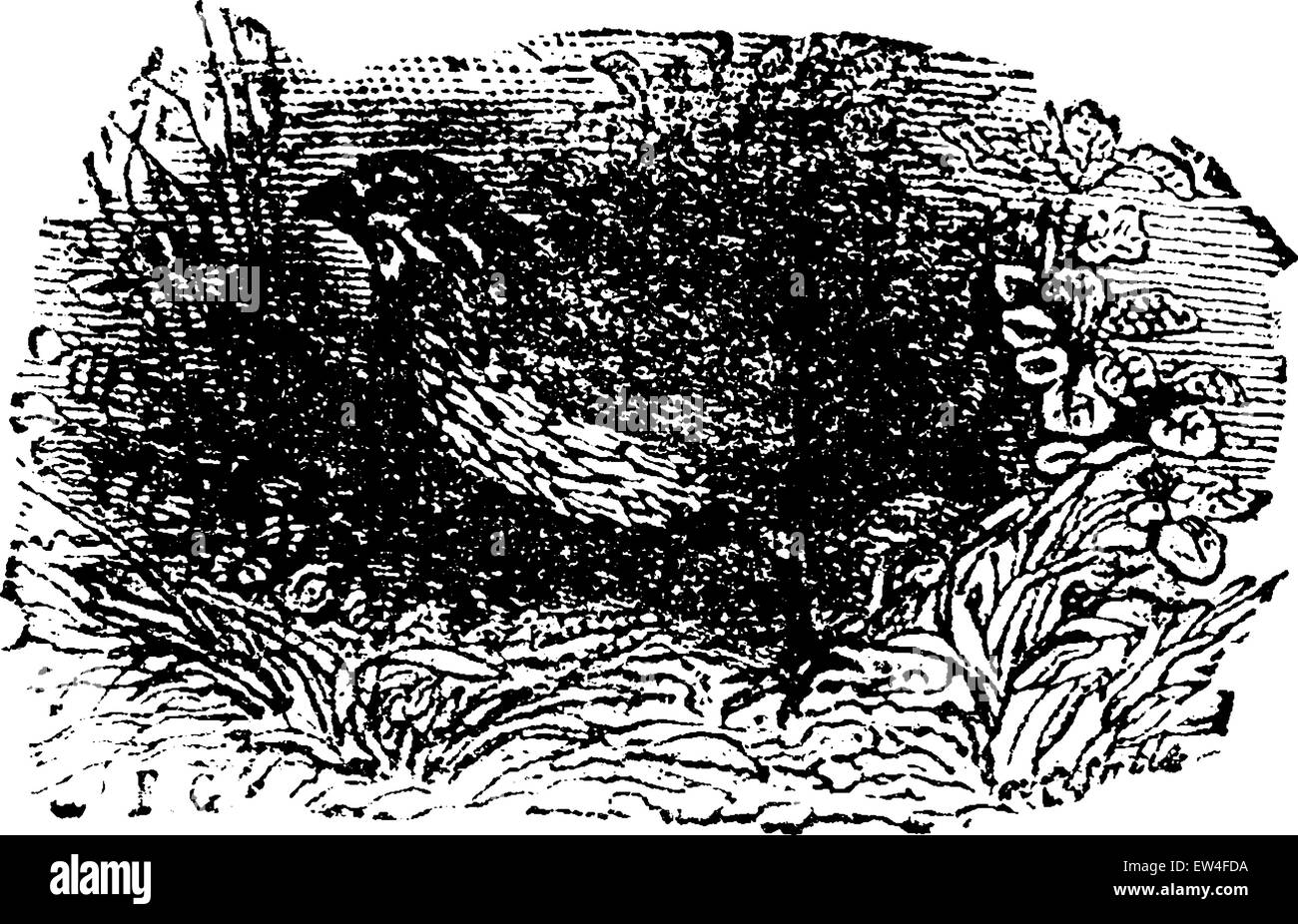 La codorniz, vintage ilustración grabada. Historia natural de los Animales, 1880. Ilustración del Vector