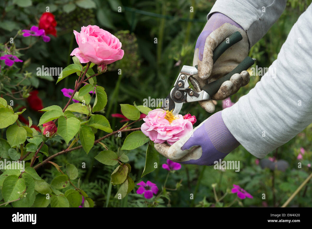 Llevar guantes de jardinería jardinero devolviendo sin carga Rosa Gertrude Jekyll subió con secateurs en un jardín. Foto de stock