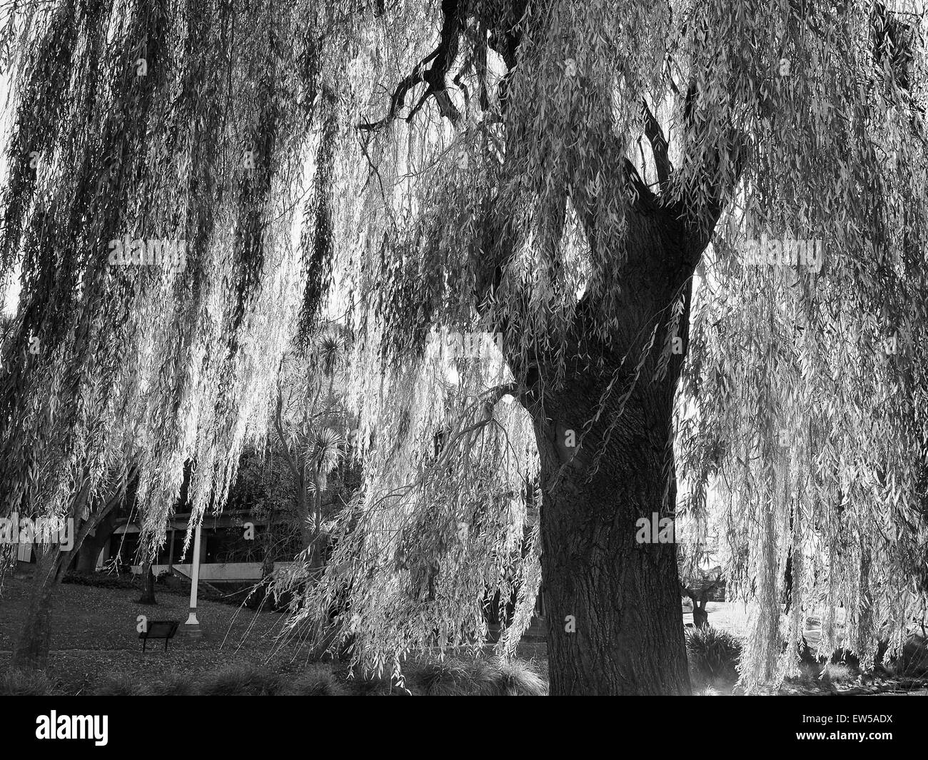 Río sauce llorón Imágenes de stock en blanco y negro Alamy