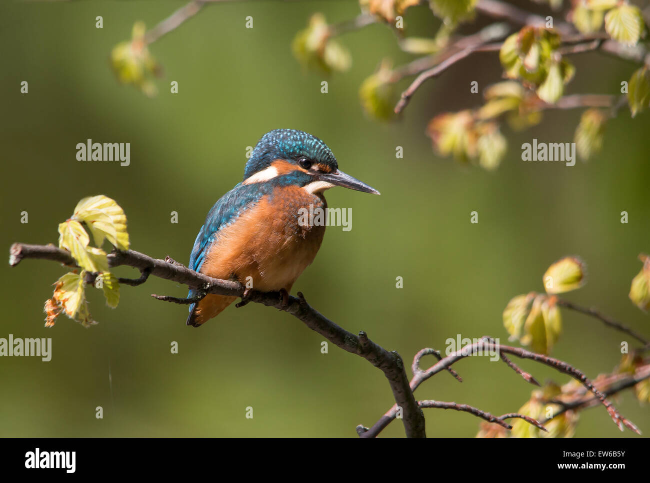 Kingfisher en la perca Foto de stock