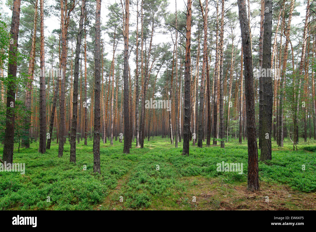 Relajante y tranquilo bosque de pinos Foto de stock