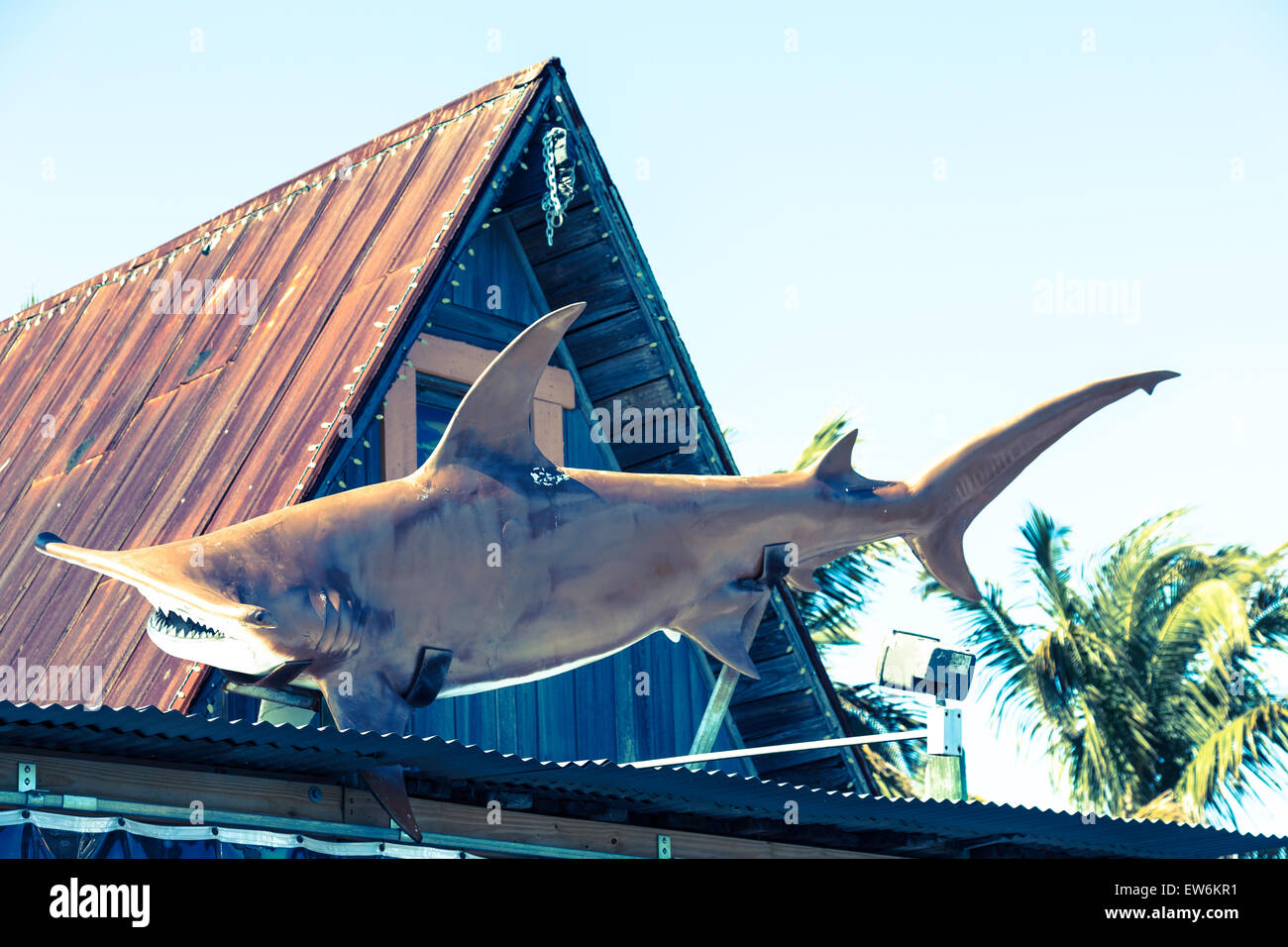 Tamaño de la vida de Cabeza de tiburón estatua, John's Pass, Madeira Beach, FL, EE.UU. Foto de stock