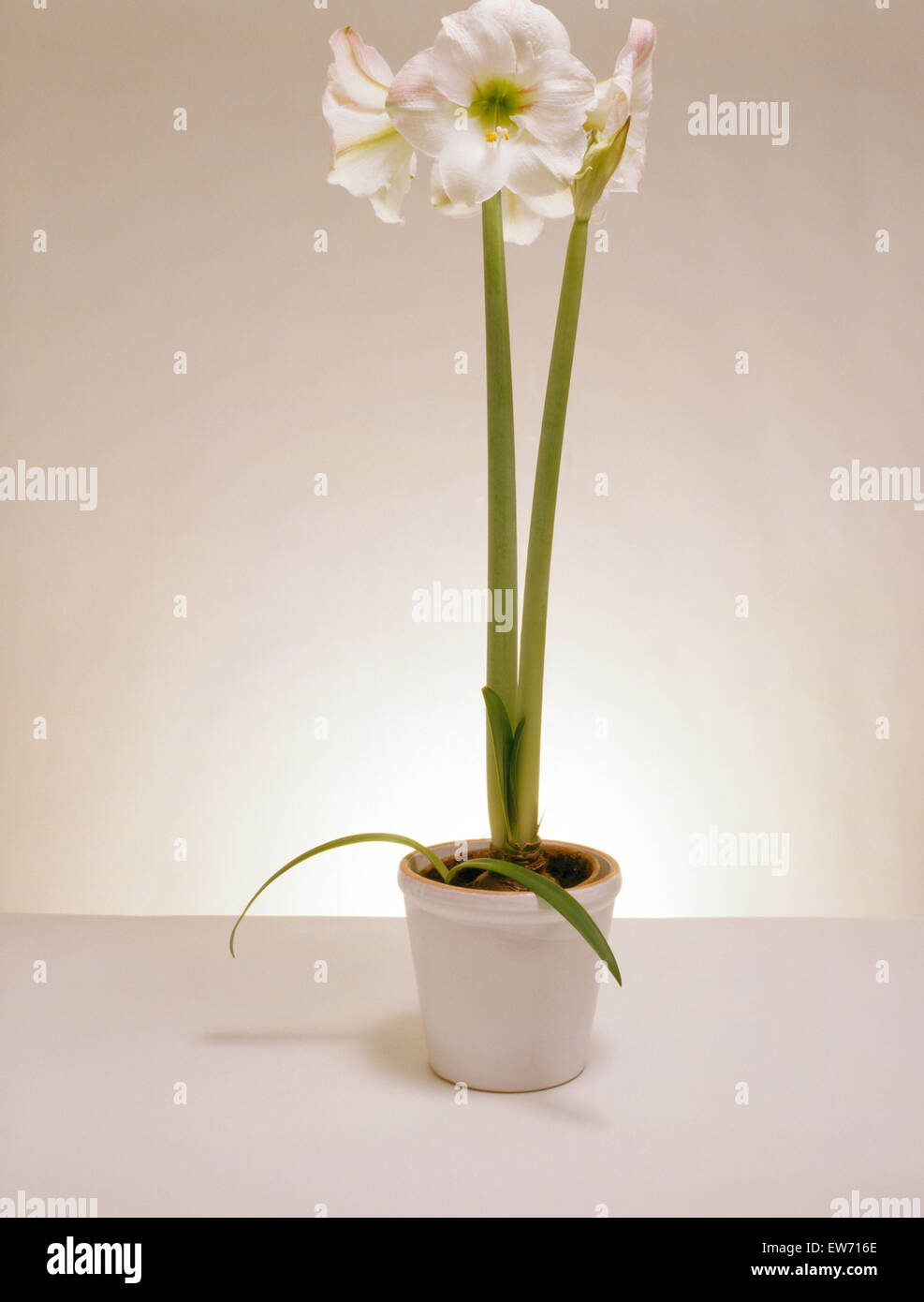 Amarilis blanca fotografías e imágenes de alta resolución - Alamy