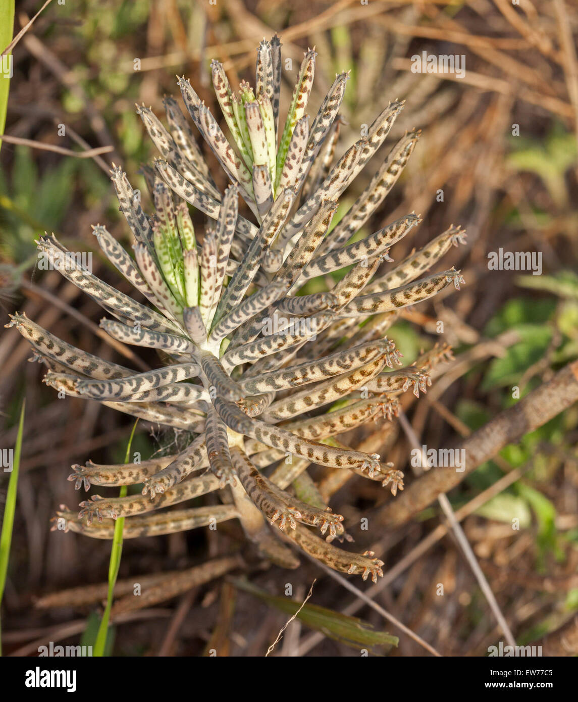 Hojas grises de la madre de millones de plantas suculentas Bryophyllum / Calanchoe delagoense, una de las especies de malezas en Australia Foto de stock