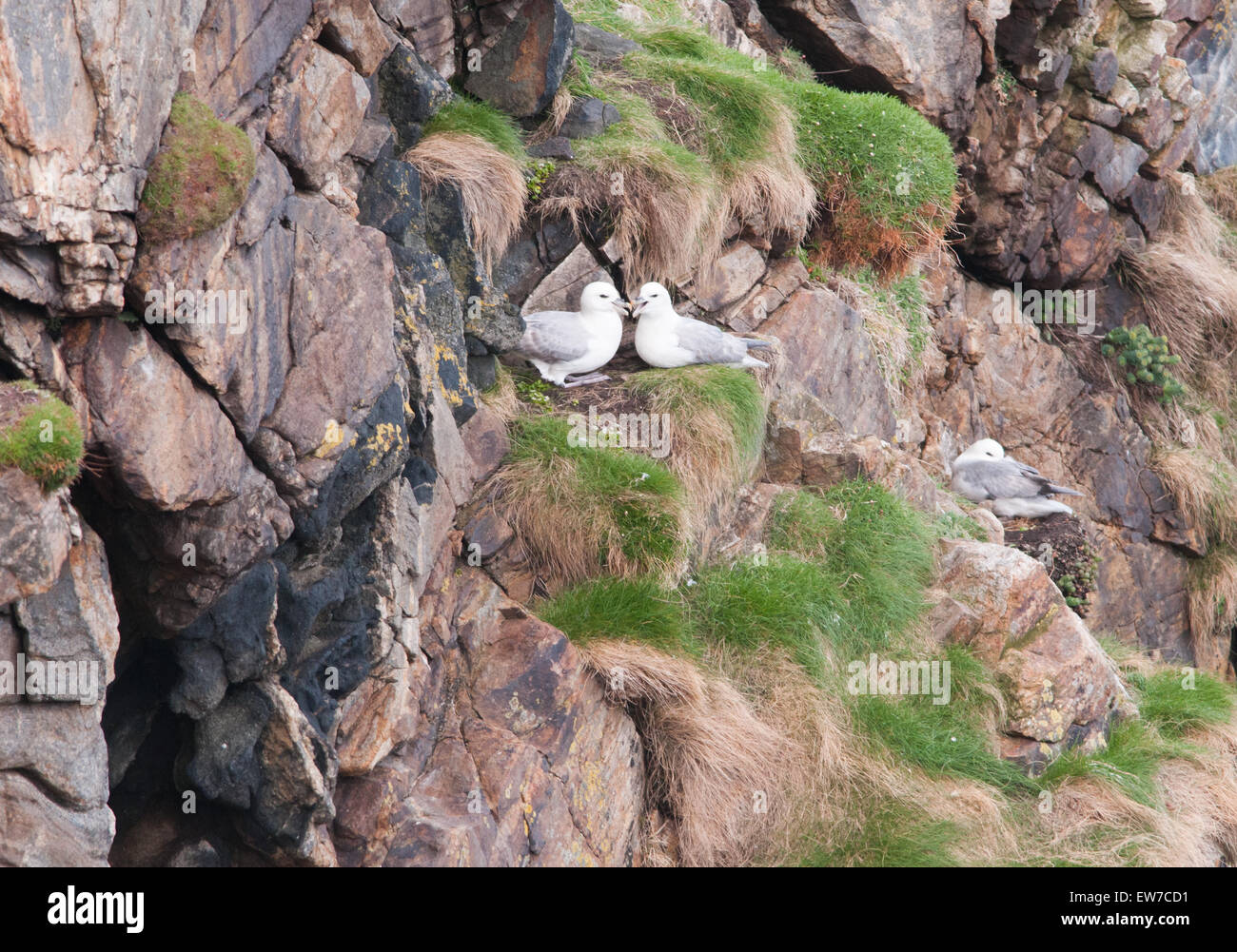 Fulmar anida y alimentación a lo largo de la costa norte de escocia Foto de stock