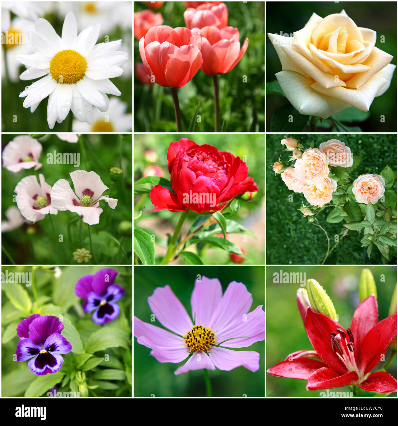 Flores hermosas fotografías e imágenes de alta resolución - Alamy