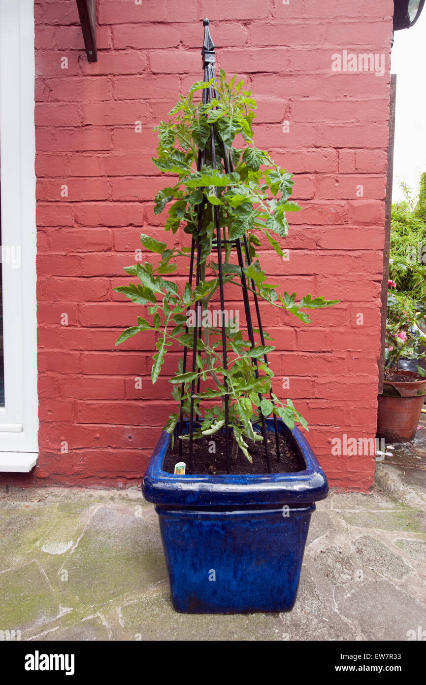 Las plantas de tomate crece como planta ornamental en un gran bote azul de metal con soporte de planta Foto de stock