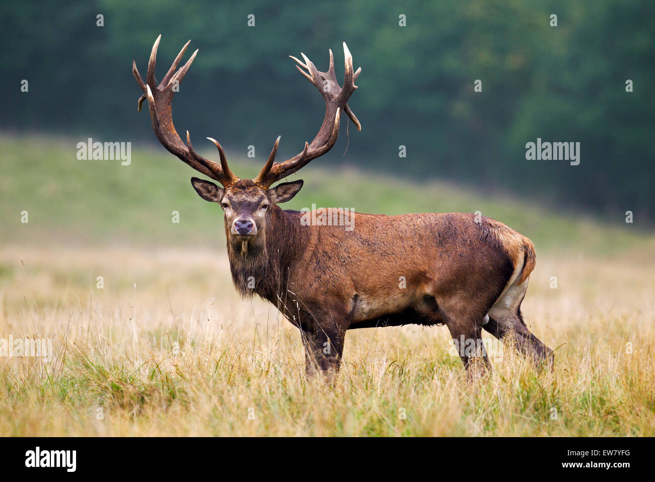 Ciervo rojo (Cervus elaphus) con enorme cornamenta de ciervo en los prados al borde del bosque durante la rutina en otoño Foto de stock