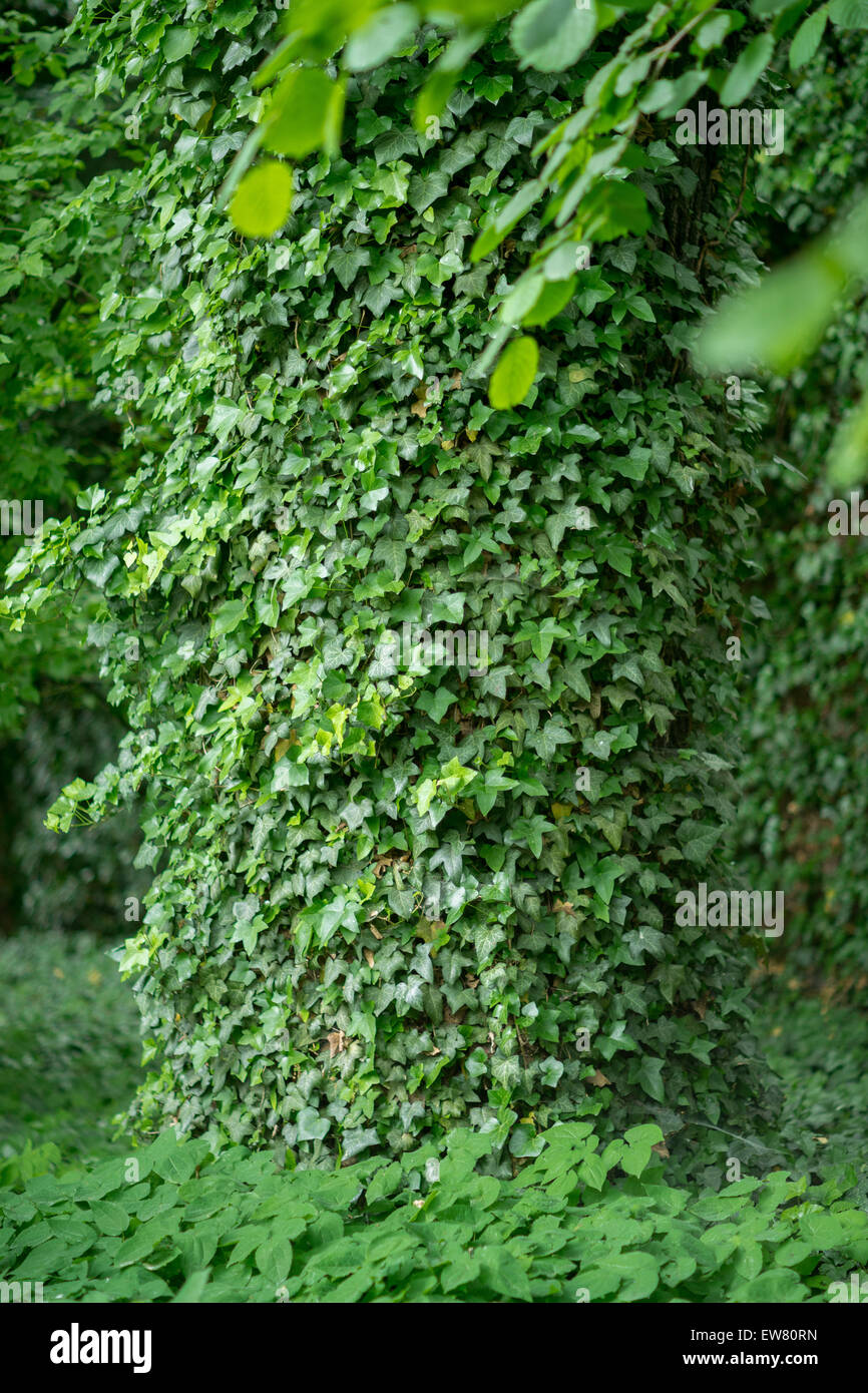 Viejo roble troncos de árboles cubiertos de hiedra Hedera helix Foto de stock