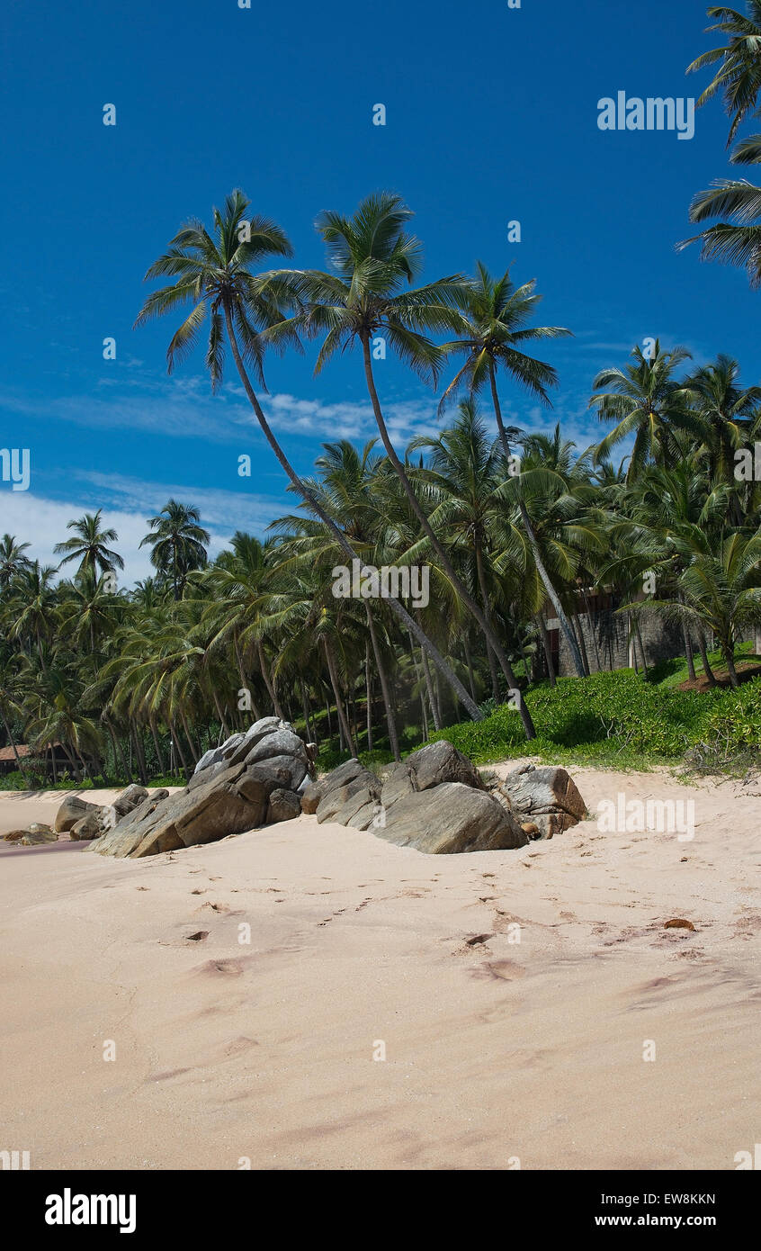 Las palmeras de coco, playa de arena y el cielo en una ubicación remota, la provincia meridional de Sri Lanka, en Asia. Foto de stock