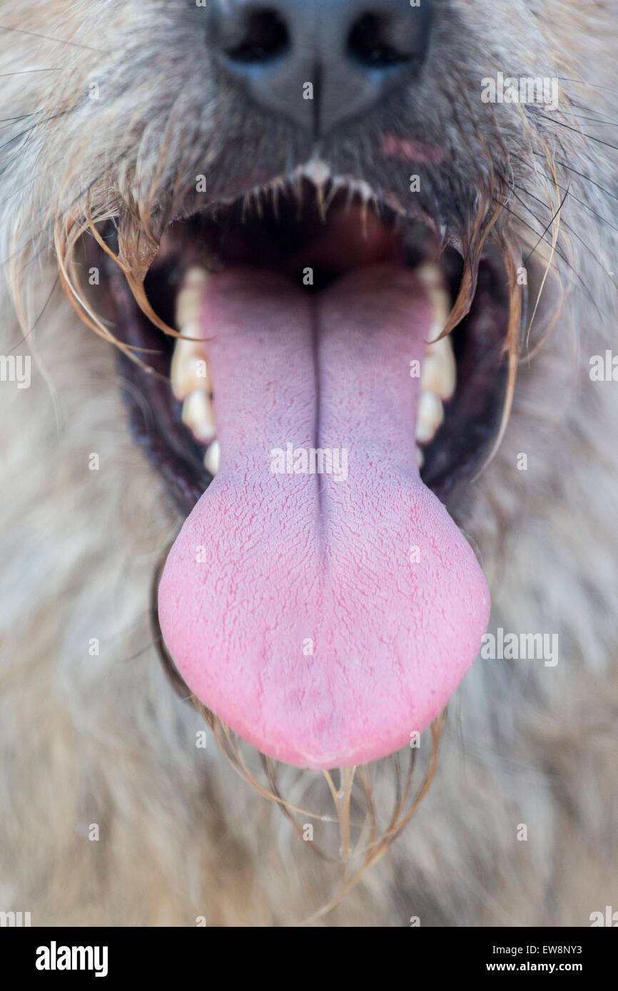 Vista de cerca de una lengua de un perro doméstico Fotografía de stock -  Alamy