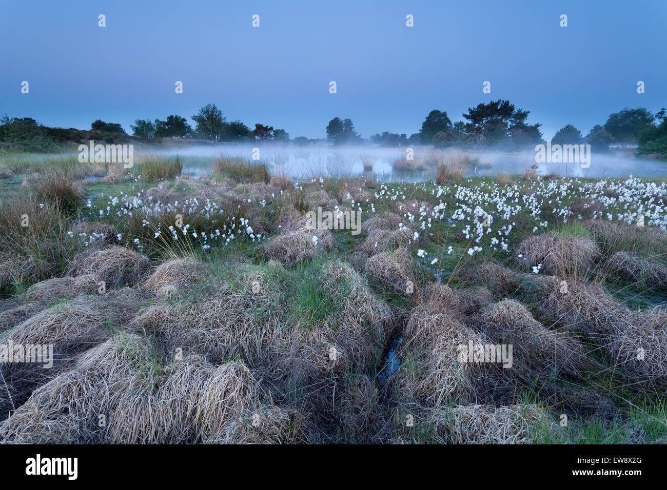 Anochecer sobre Misty pantano, Brabante Septentrional, Holanda Foto de stock
