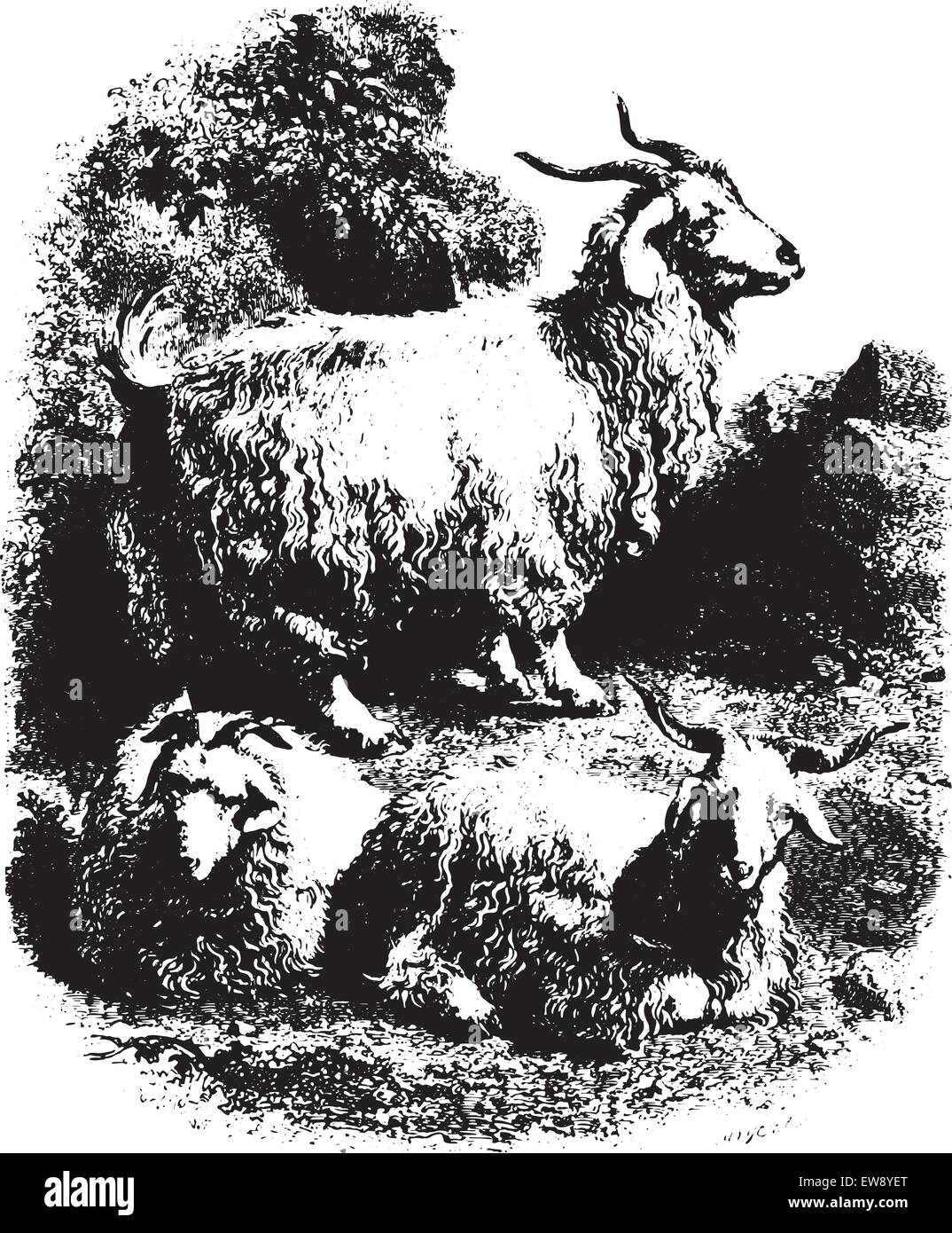 Las cabras con cuernos, vintage ilustración grabada. Animaux Sauvages et Domestiques - For Kids - 1892. Ilustración del Vector