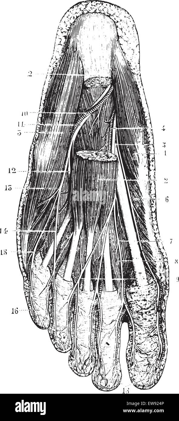 Capa de superficie de la planta del pie, después de la eliminación de la piel, la capa subcutánea y fascia, vintage ilustración grabada. Ilustración del Vector