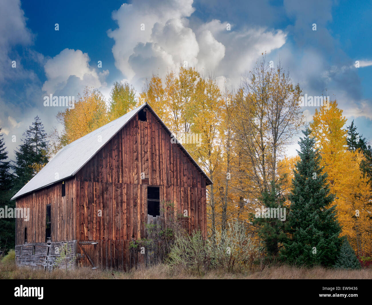 Granero con color en el otoño. Cerca del lago de truchas, Washington Foto de stock