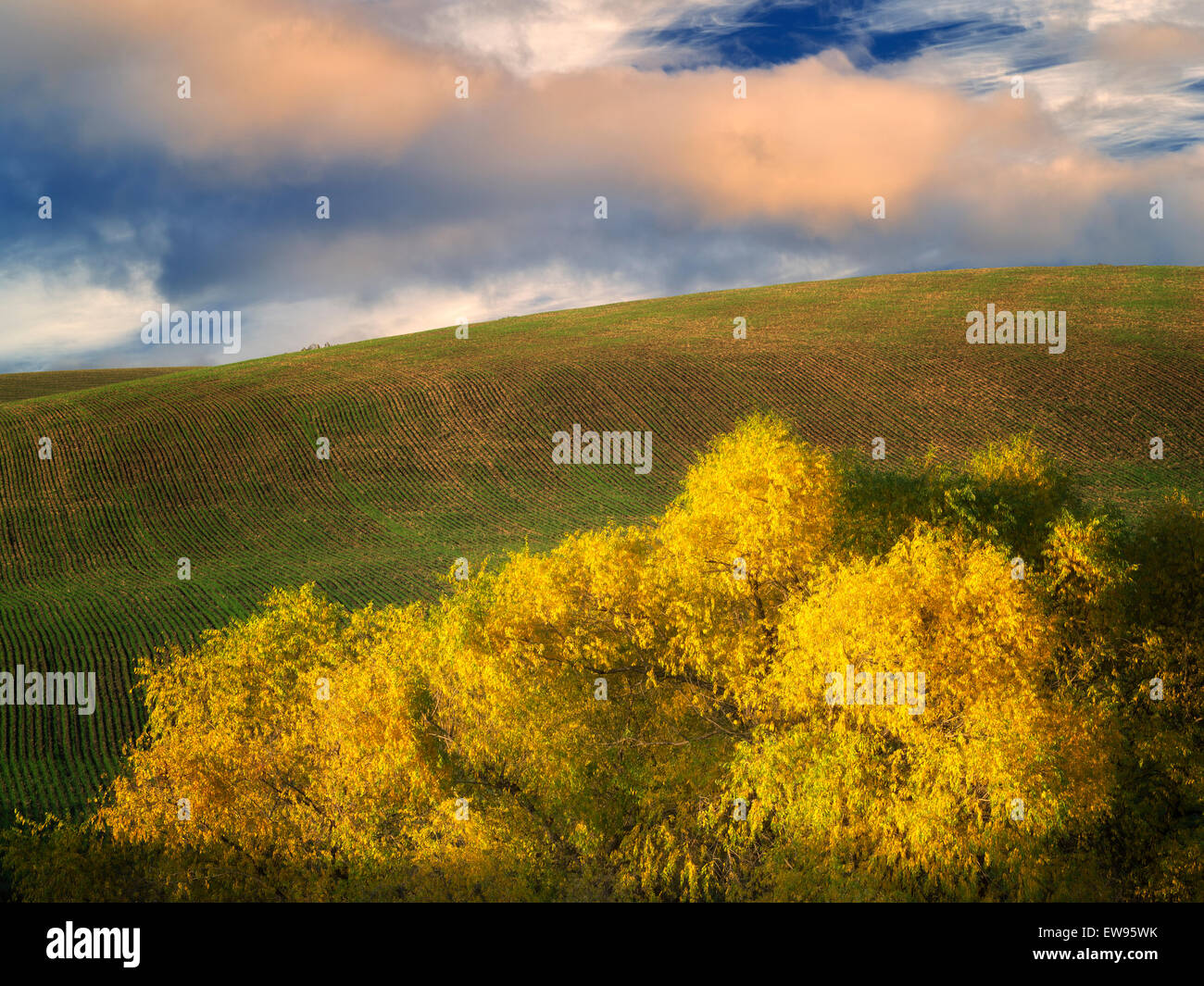 Caída sauce coloreadas. Cerca de la garganta del río Columbia, Oregon Foto de stock