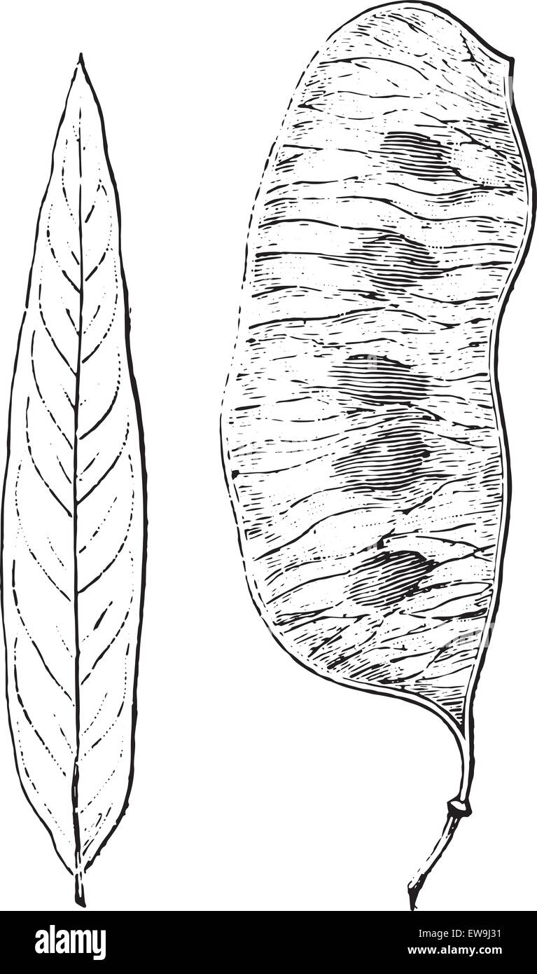 Hoja de senna Imágenes vectoriales de stock Alamy