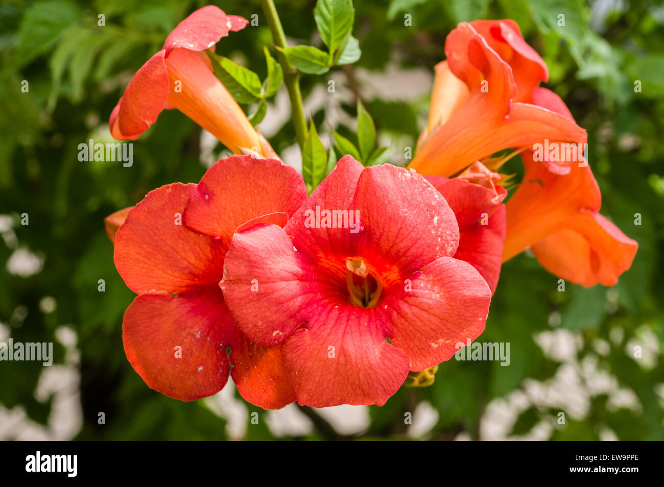 Floración naranja Campsis radicans o trompeta vid Foto de stock