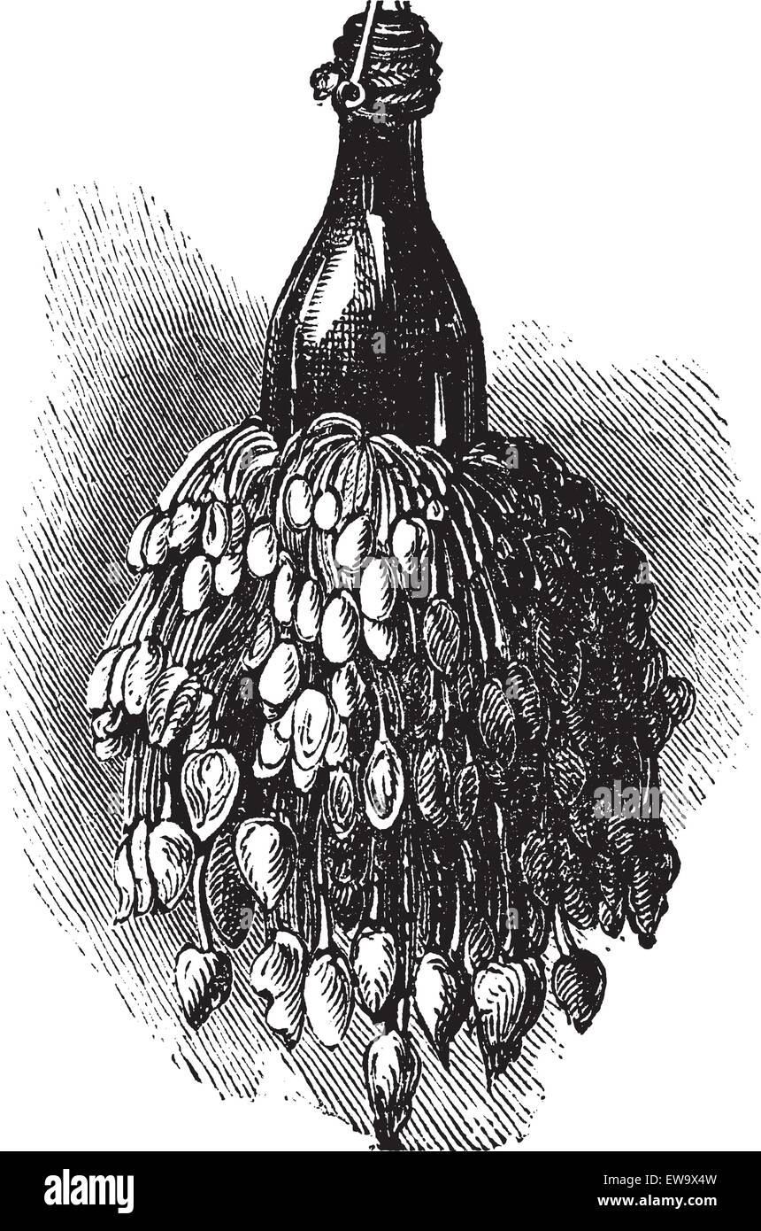 Percebes en una botella ( anatifa anserifera) old vintage grabado. Vector ilustración grabada creada en 1890. Ilustración del Vector