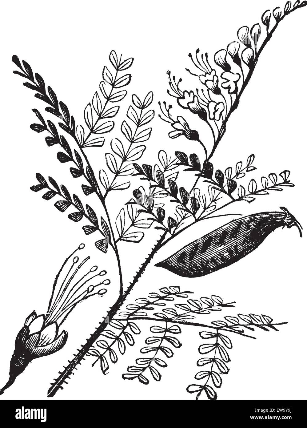 Caesalpinia echinata, palo brasil, Pau-brasil, Pau de Pernambuco o Ibirapitanga vintage grabado. Ilustración de grabados antiguos Ilustración del Vector