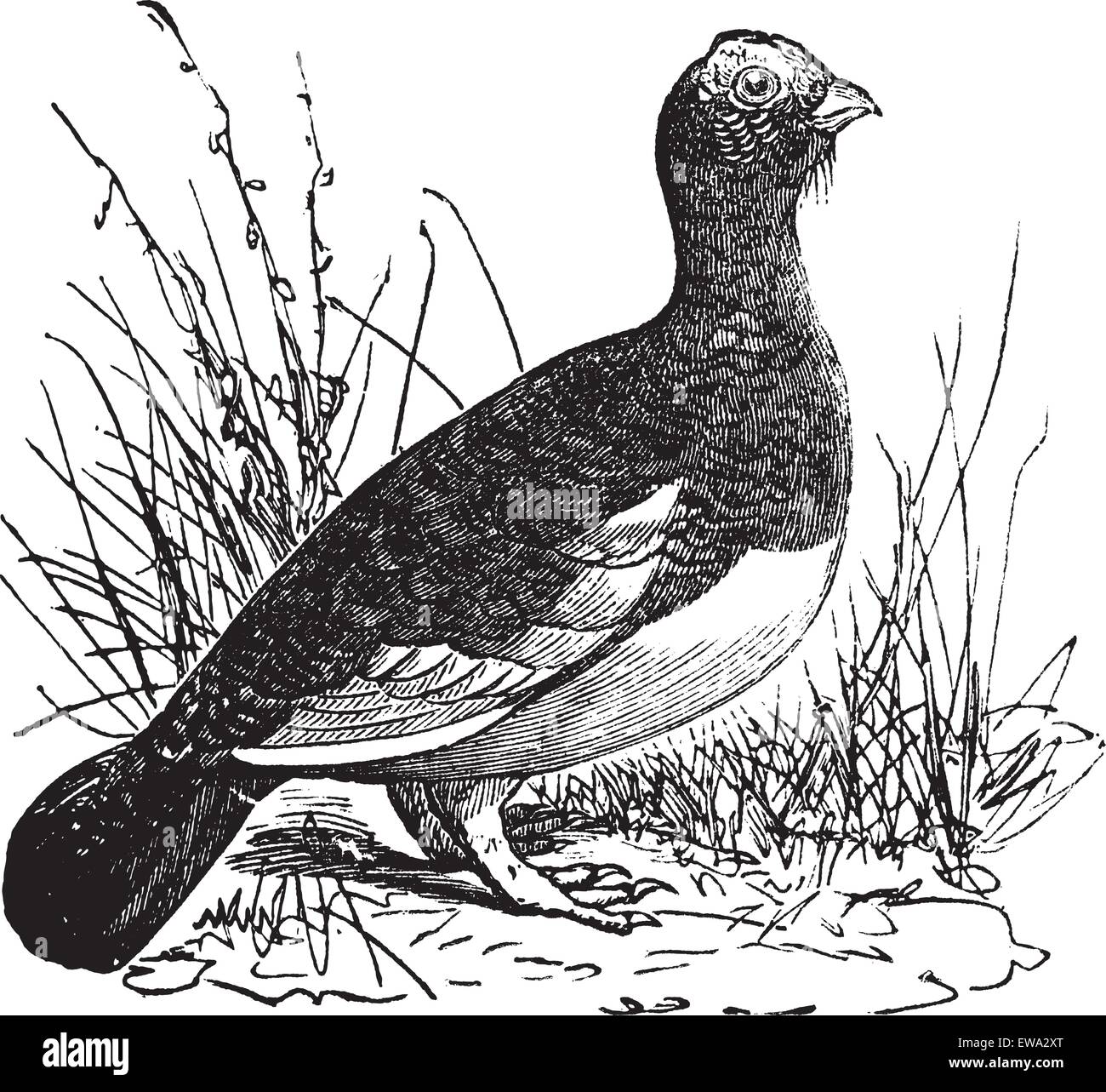 Willow Ptarmigan (Lagopus o Sauce Grouse vintage grabado. Antigua ilustración grabada de sauce hermoso urogallo. Ilustración del Vector