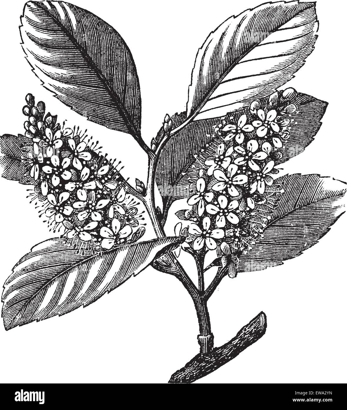 Laurel cerezo (Prunus laurocerasus) o laurel cerezo laurel o inglés