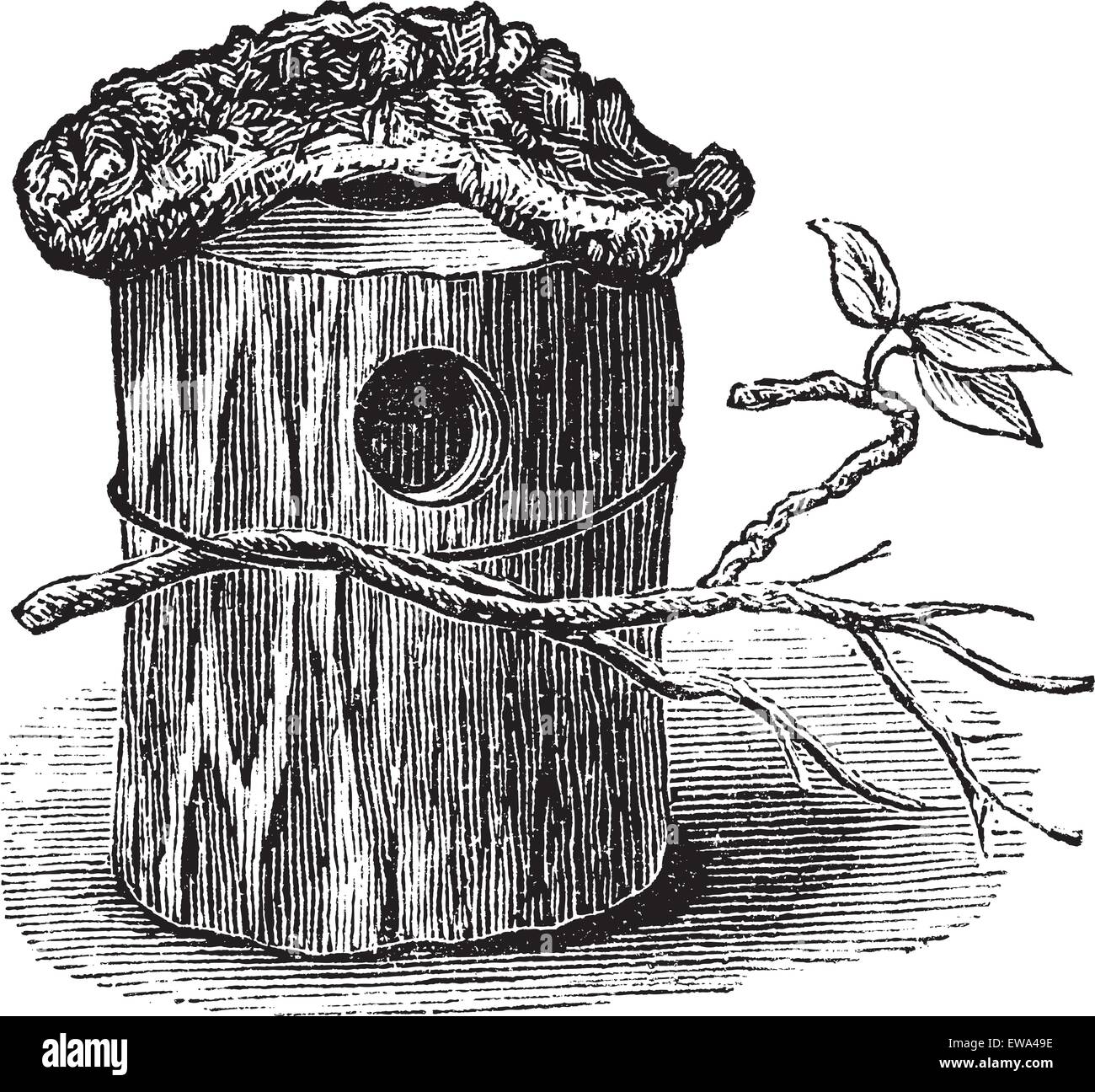 El perico nido hechas de tronco de árbol hueco, vintage ilustración grabada. Trousset encyclopedia (1886 - 1891). Ilustración del Vector