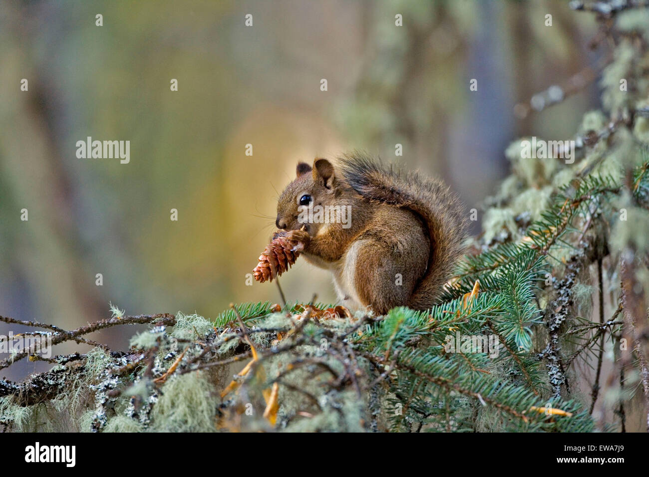 Ardilla roja en el árbol, alimentándose de semillas cono Foto de stock