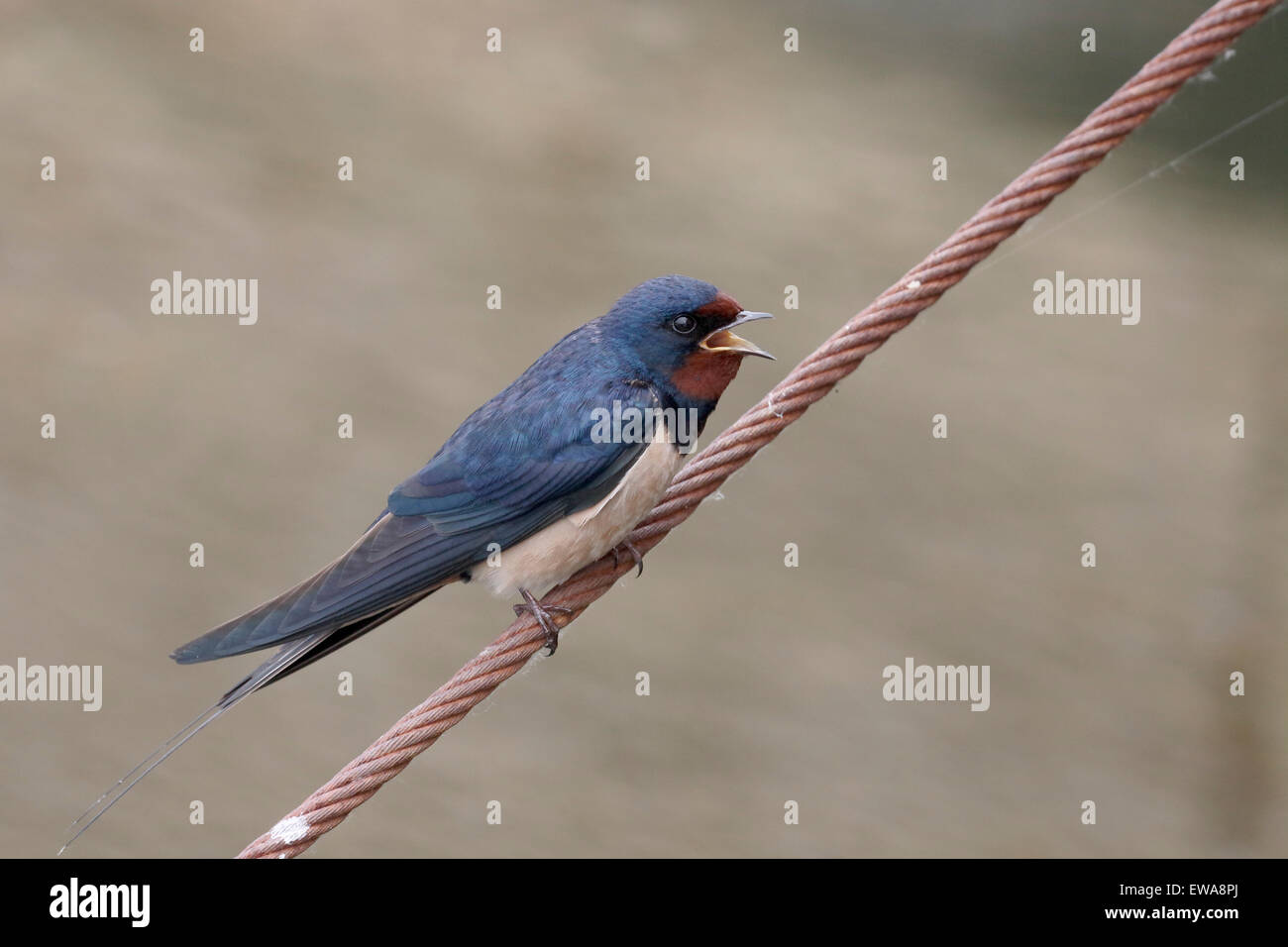 Tragar, Hirundo rustica, solo pájaro en el cable, Rumania, mayo de 2015 Foto de stock