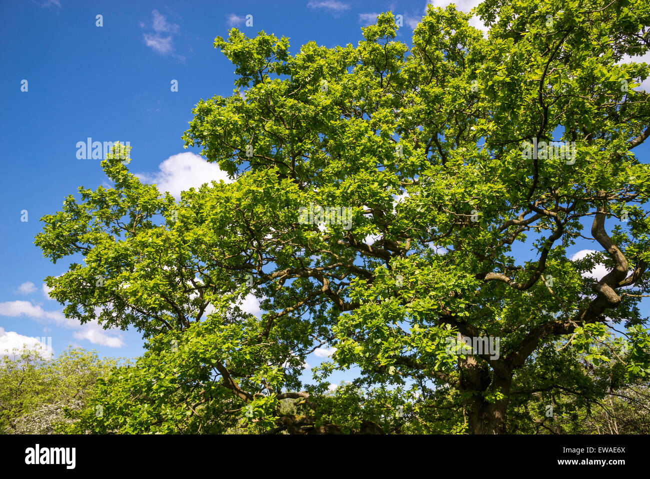 Buscando en las ramas de un árbol de roble inglés maduro a principios del verano de verdor. Foto de stock