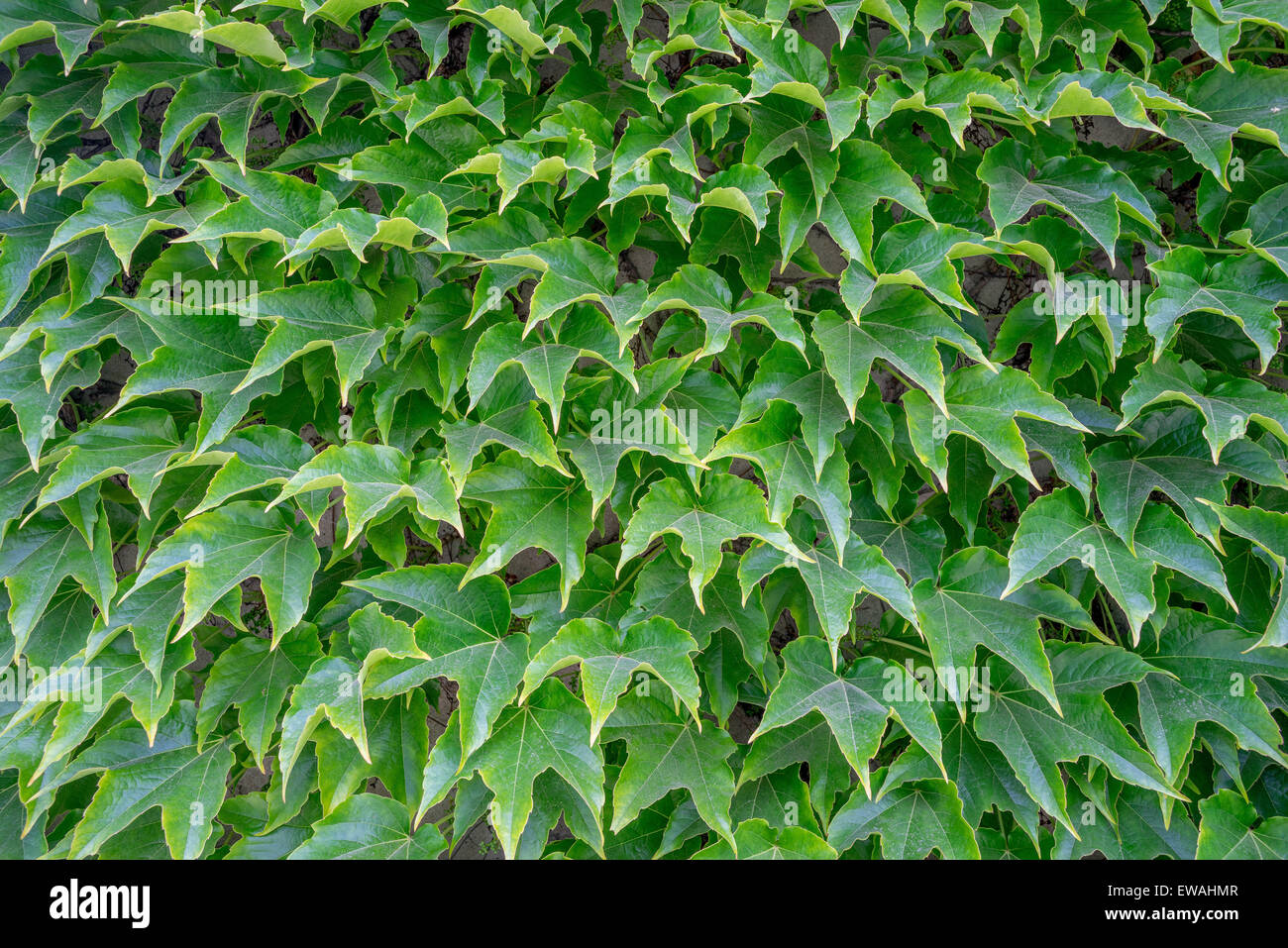 Muchas hojas verdes de Parthenocissus tricuspidata reductor japonés, Boston-ivy,Uva, hiedra, hiedra japonesa woodbine Foto de stock