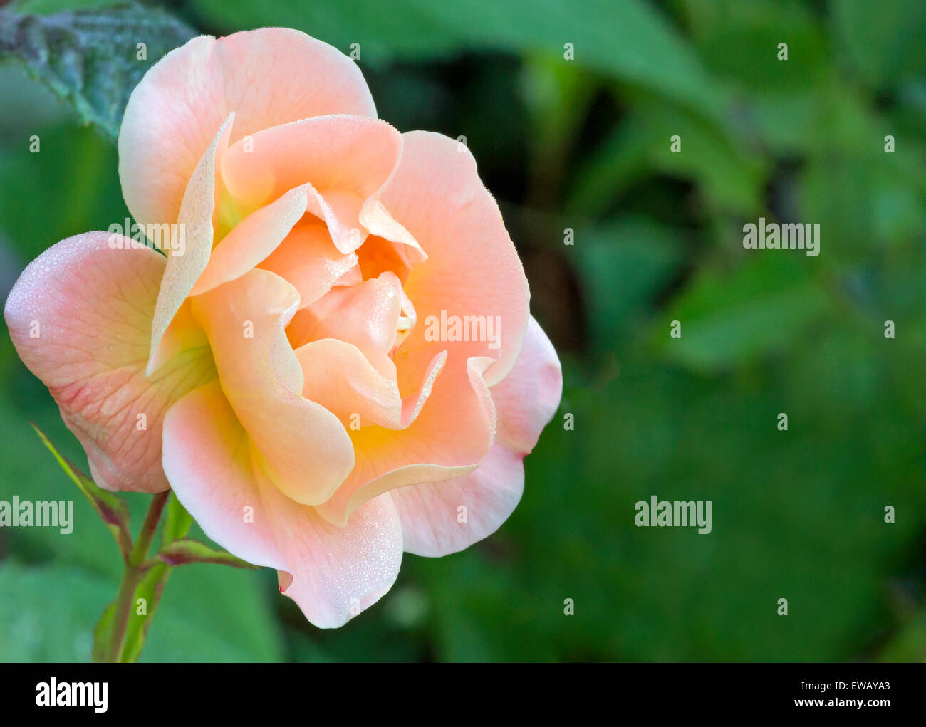 Primer plano de un romántico y suave de color melocotón y rosa Foto de stock